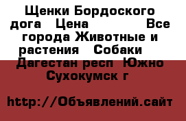 Щенки Бордоского дога › Цена ­ 60 000 - Все города Животные и растения » Собаки   . Дагестан респ.,Южно-Сухокумск г.